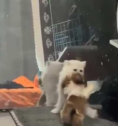 Battles without rules😁