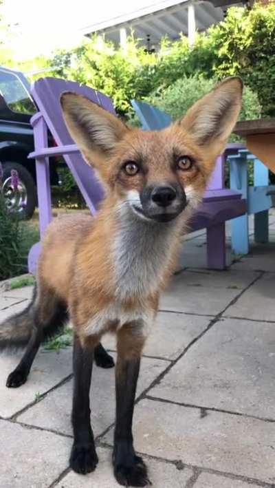 Beautiful garden fox found on Eyebleach!