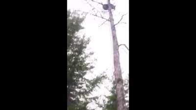 This bear's aim is perfect