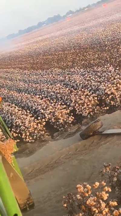 Plane almost hit my picker 4ft above my head