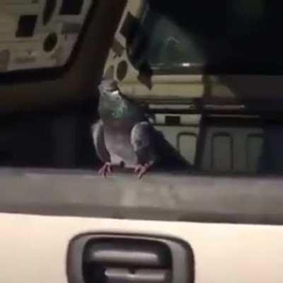 Infelizmente ele não sobreviveu 😔