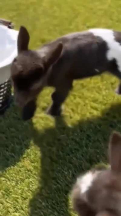 Next level energy!🔥🤣🐐❤️