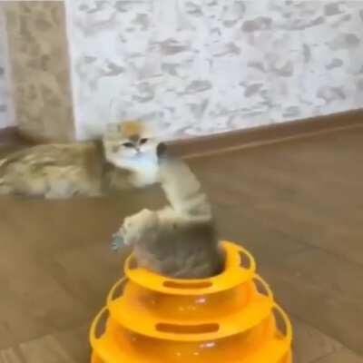 The way he pokes his head up at the end