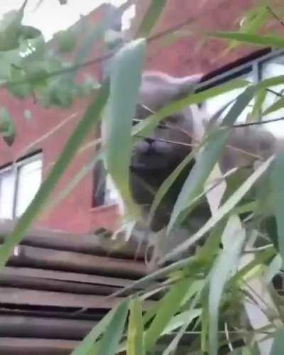 Is cat allowed to say it?