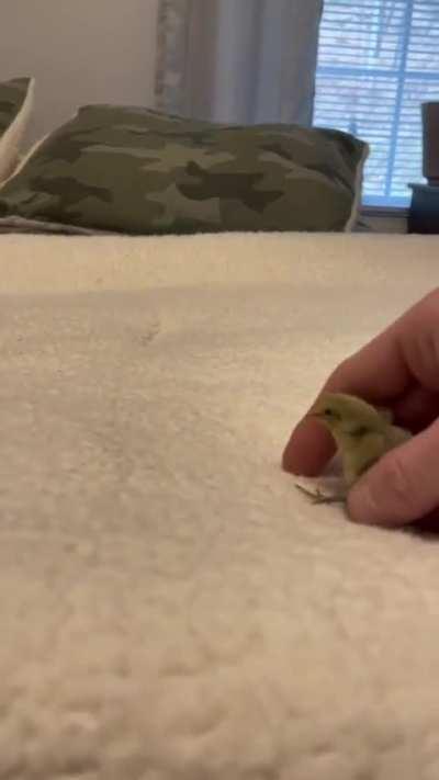 Not sure, but I think Jet loves me a bit more than my other buttons 😂😩