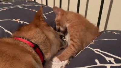 Attack! Attack! Maybe a licky lick.