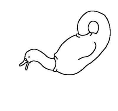 Duck comes before egg