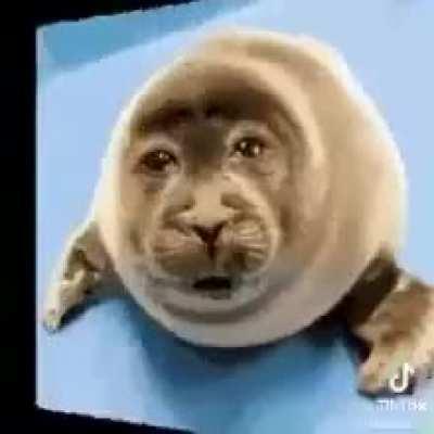 Cute Seal 🥰