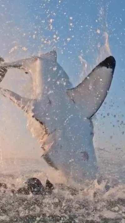 🔥 Great white shark jumping out of the water