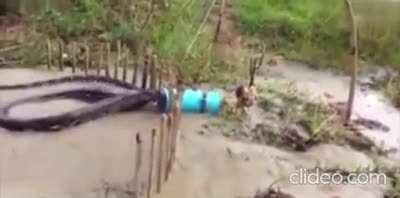 This snake looks like it could be 30 feet long yet that pipe is only 4 inches wide, pictures in comment