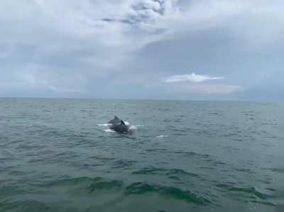 Dolphins Swimming Together