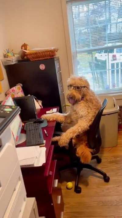 Fred’s busy working for the holidays