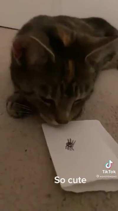 Bug-free household with this lad!