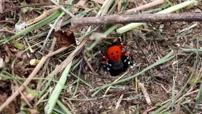 The rare and harmless European Ladybug spider
