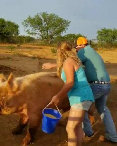 Probably not the first time a pig has rejected him.