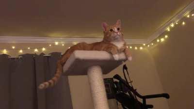 Igni’s reaction to my spouse playing peek-a-boo with him