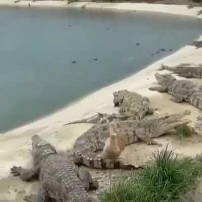 Duck walking on alligator tails