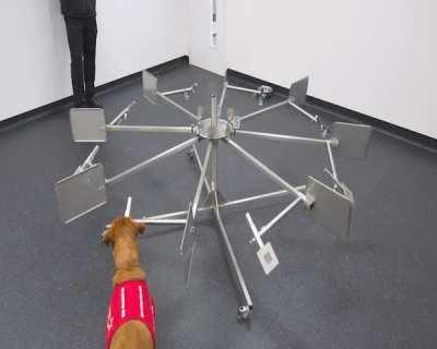 Florin, a 4 y/o Lab., is teaching machines to sniff out cancer. She examines a carousel containing urine from men w/ or w/o prostate cancer and makes a cancer-positive verdict by standing at the sample. Her diagnosis informs an AI algorithm w/ the goal of