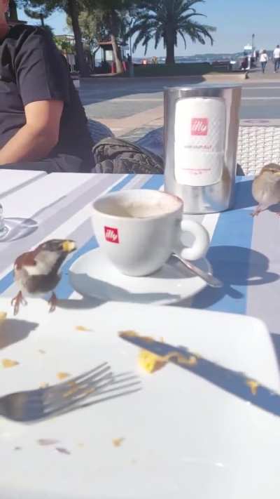 Dad sparrow feeding his child at a cafe