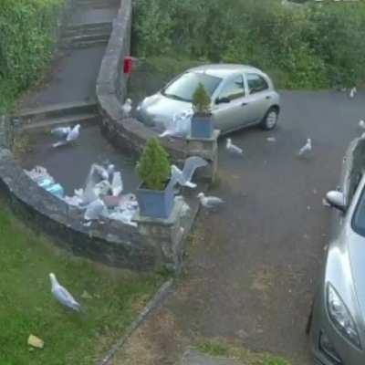 Is crossposting allowed? This is a doozie!