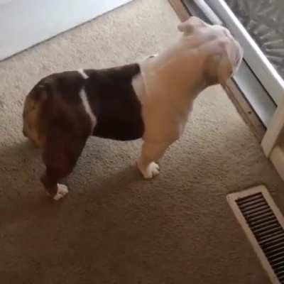 The wiggle gets stronger as the owner is getting closer