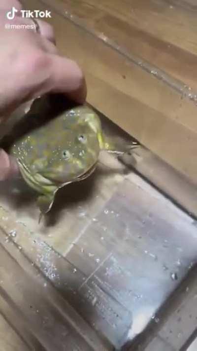 DuDe Is aNnOyeD bY HiS ScReAmInG fRoG sO hE sIlEnCes HiM bY DrOwNiNg