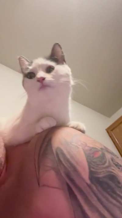 When you just wanna eat breakfast but she wants attention.