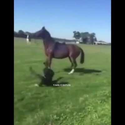 Swearing at and insulting a horse