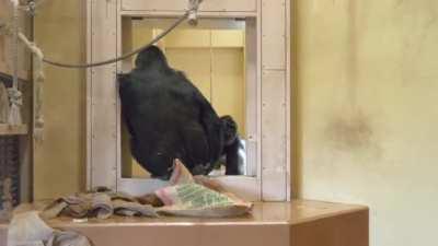 A family of Gorillas examining a door in their enclosure that jammed and won't shut properly. One of them eventually decides to modify a small branch and use it as a tool to attempt to fix the door
