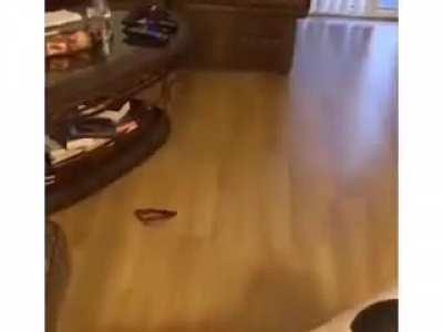 Некоторым для счастья достаточно лишь свиного уха