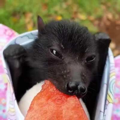 This hungry Fruit Bat, munching on some papaya.
