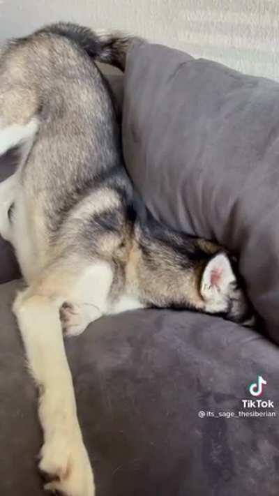 Husky throws tantrum - forgets why - buries into couch