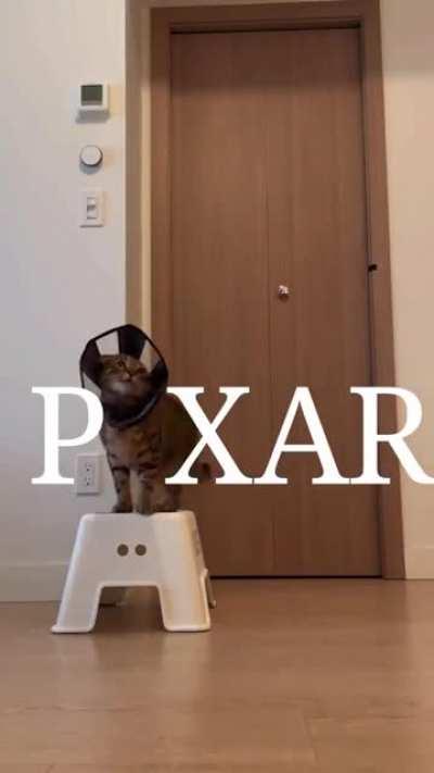 A new talent has been scouted for Pixar. It should be Pixcat ... (OC)