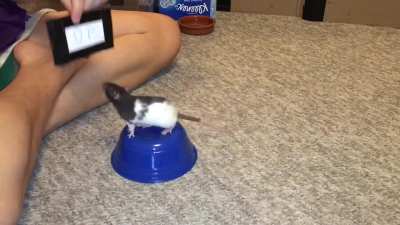 My smol rat Oreo doing her 