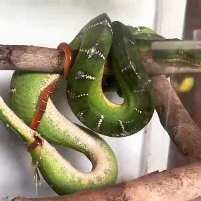 I knew some snakes gave live birth, but I've never seen it before today.