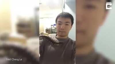 Giant centipede straight from a nightmare