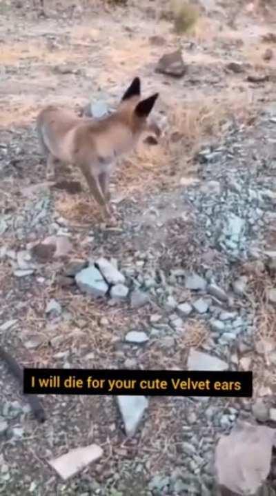 Getting too comfortable with a wild fox.