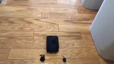 Please enjoy something stupid I've made instead of being productive and painting my miniatures (sound on too!)