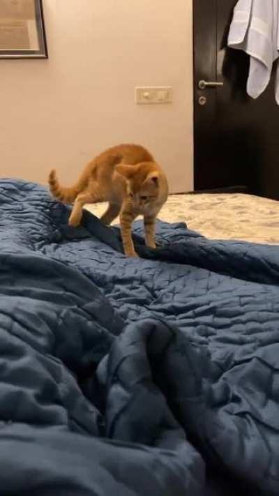 He wasn't expecting to be petted from behind!