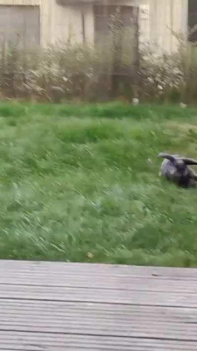 Loki is a little speedster