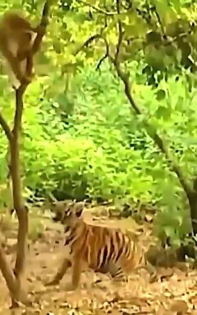 🔥 Gibbon teasing tiger cubs