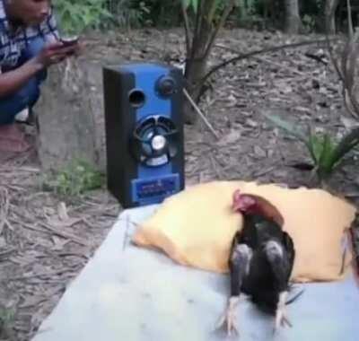 Да клюю я клюю