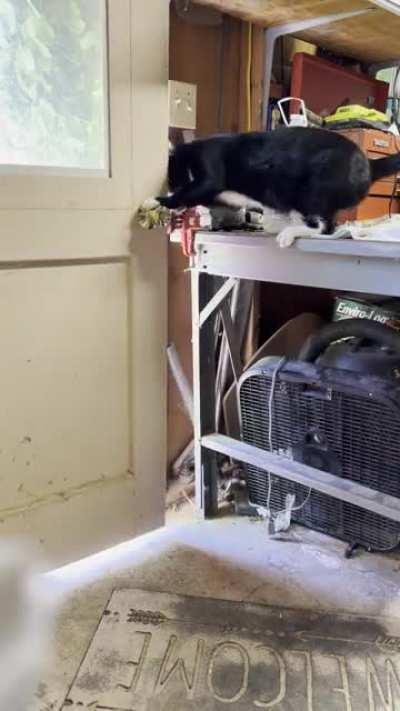 I couldn’t comprehend that this was how he was getting out, so I setup my phone and he did this right away