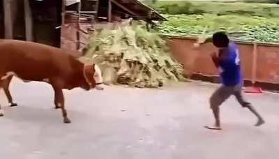 The bull wins by doing absolutely nothing 