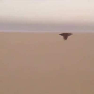 Does anyone know which iteration of the Monster Hunter theme is used in this meme?