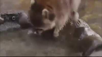 This one HATES magic