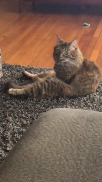 Cricket looks at me like I’m the weirdo