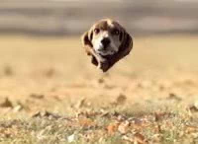 Fly beagle eagle!