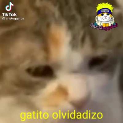 Gatito