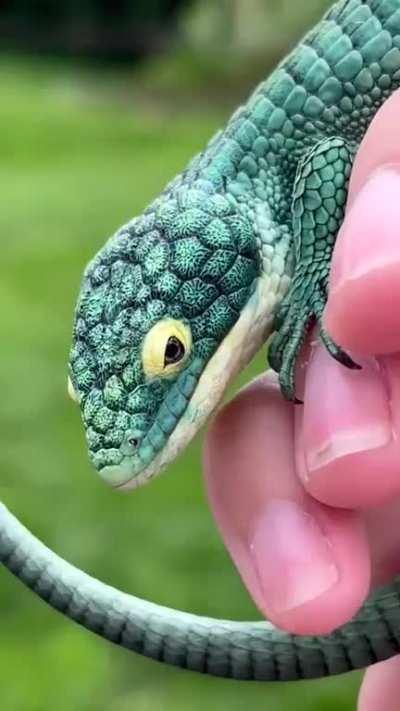Mexican alligator lizard